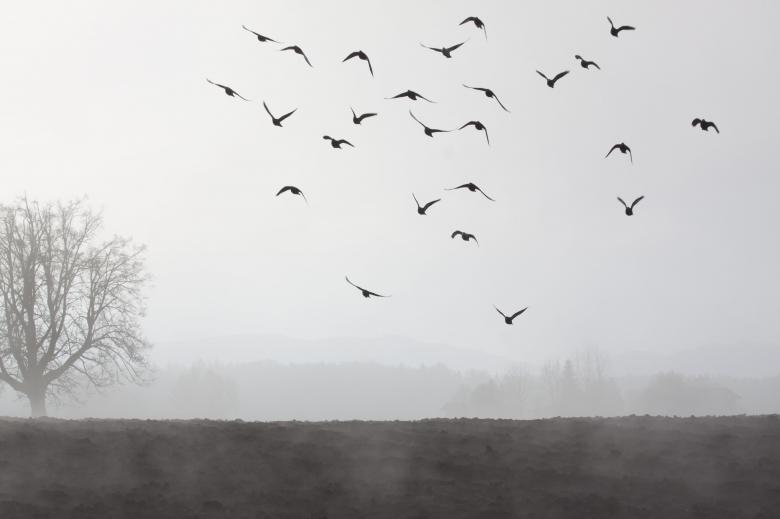 Birds Flying