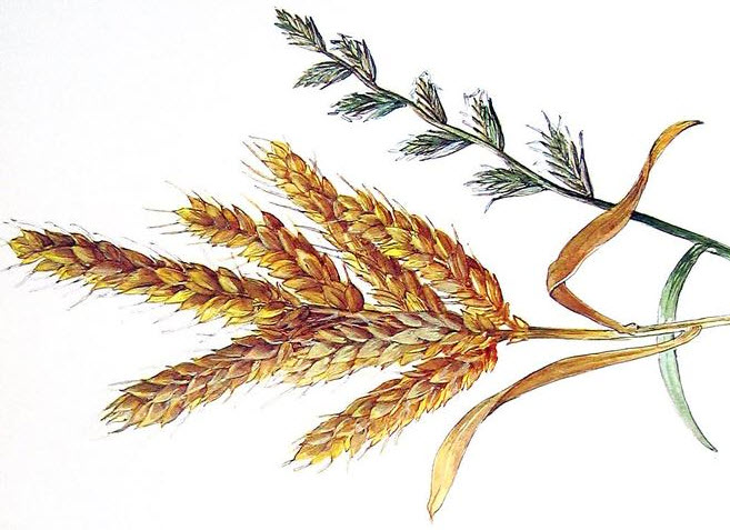 Darnel in the wheat
